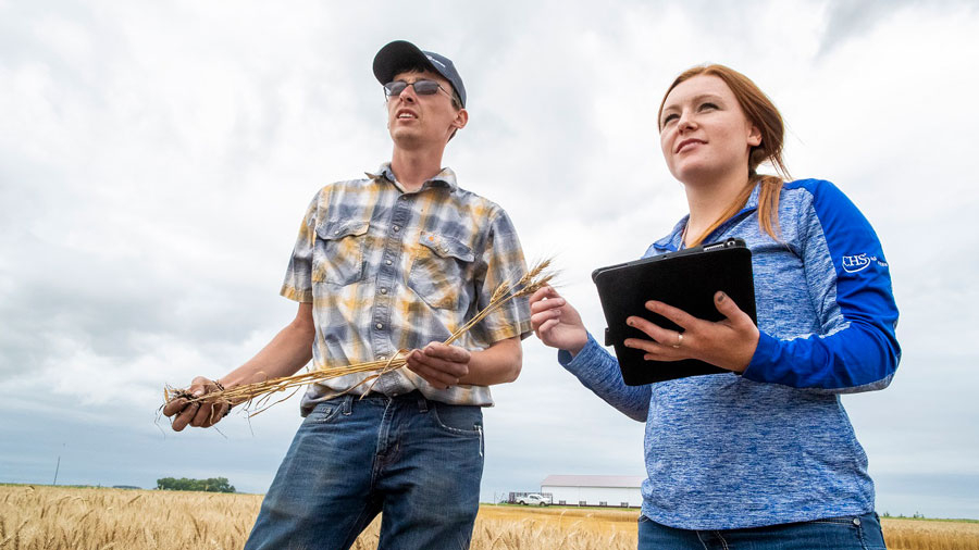 A farmer and CHS employee holding a tablet standing together in a wheat field discussing cooperative ownership