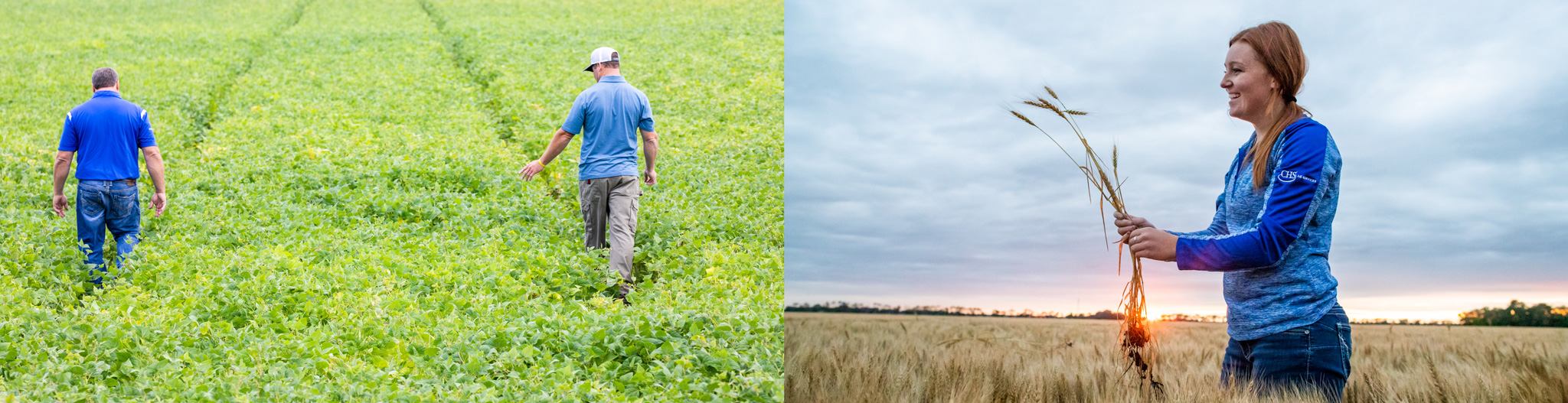 Side-by-side images of two men walking through a young soybean field and woman holding wheat stalks