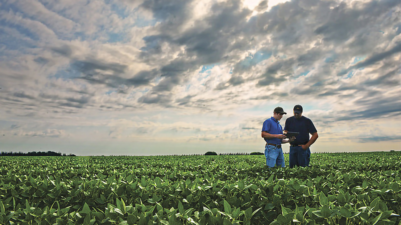 Two men standing in a young soybean field under a cloudy sky