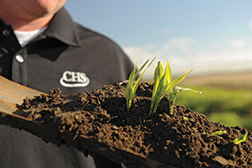Man holding a trowel with seedlings growing out of soil