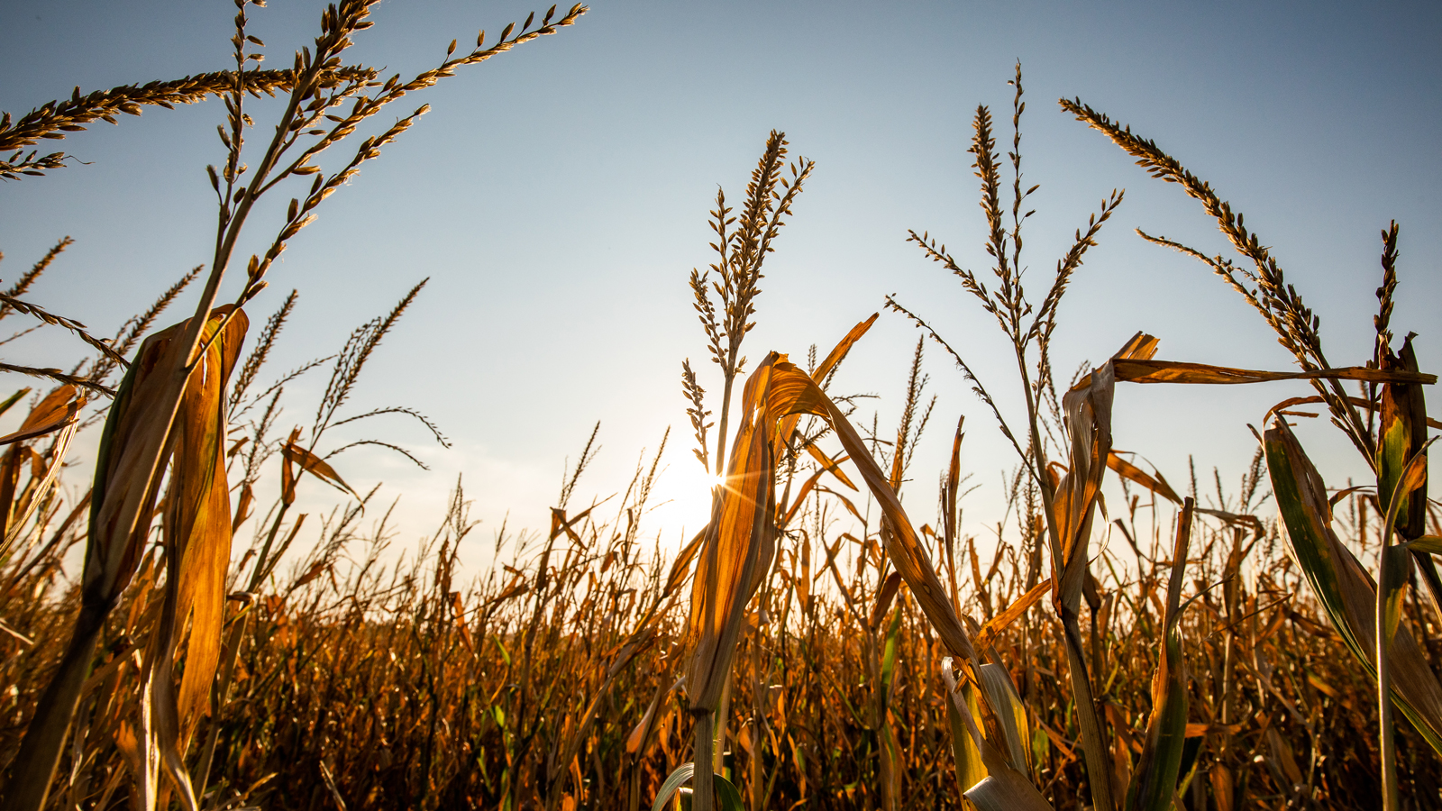 Wheat stalks at sunrise