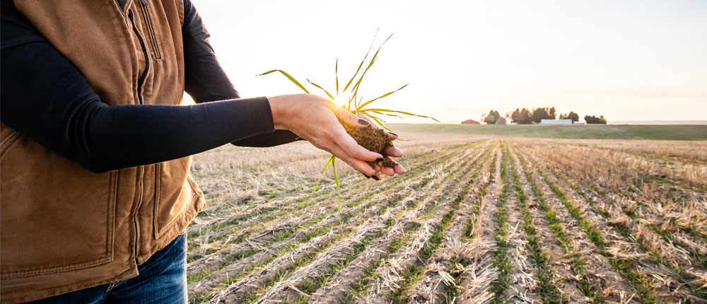 Woman's hands holding a young seedling