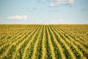 Corn field
