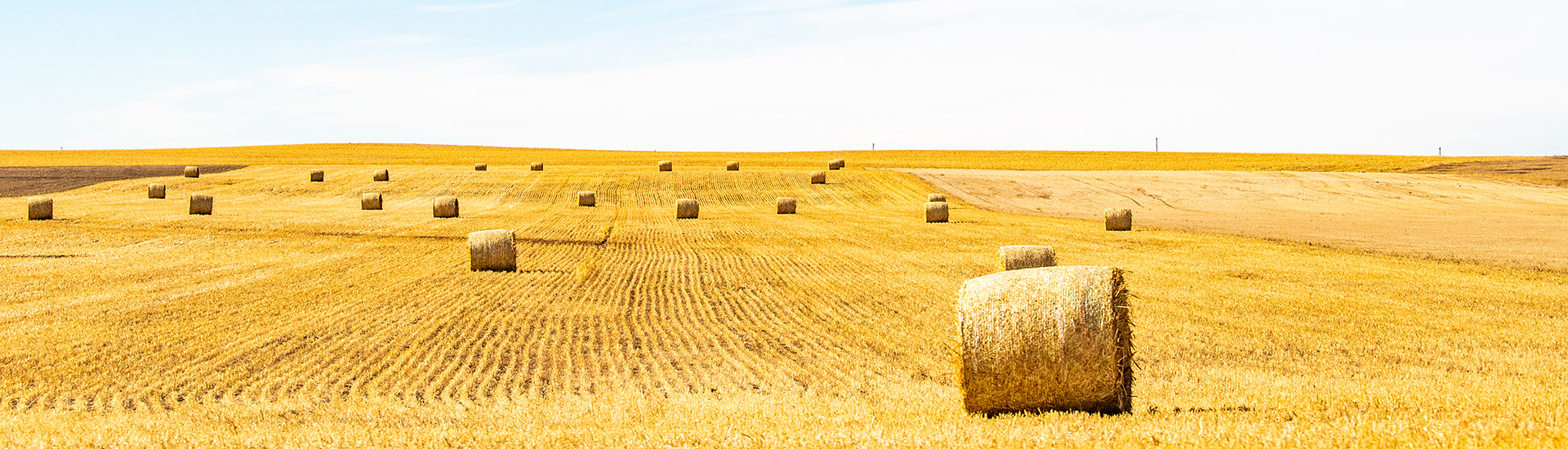 Bales in harvested field