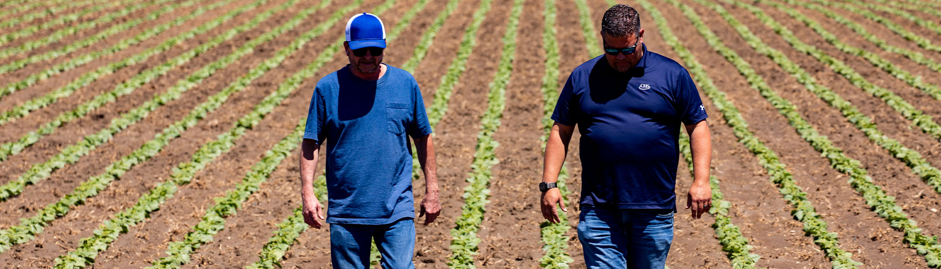 Two men walking in a field